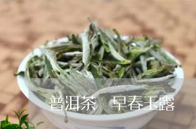 普洱茶 早春玉露/2023041018473